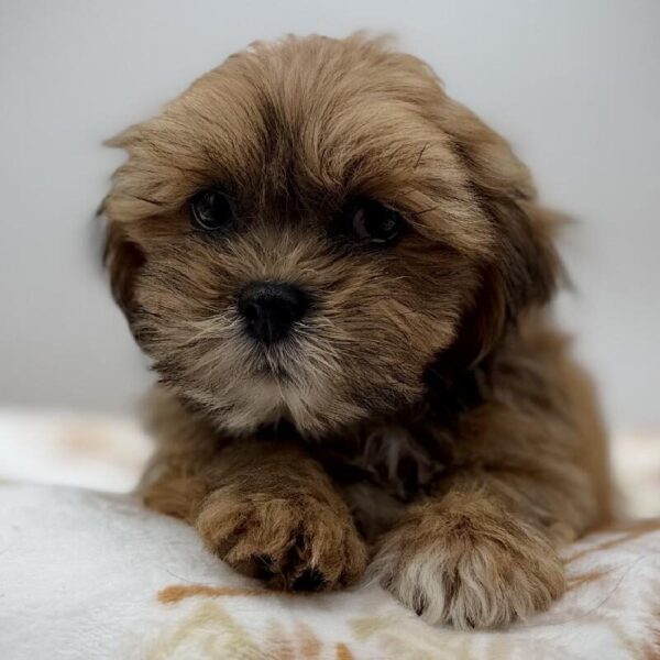 [#7151] Sable Male Lhasa Apso DOG