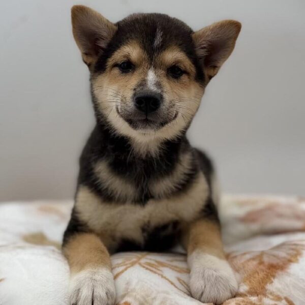 [#7148] Black Male Shiba Inu DOG