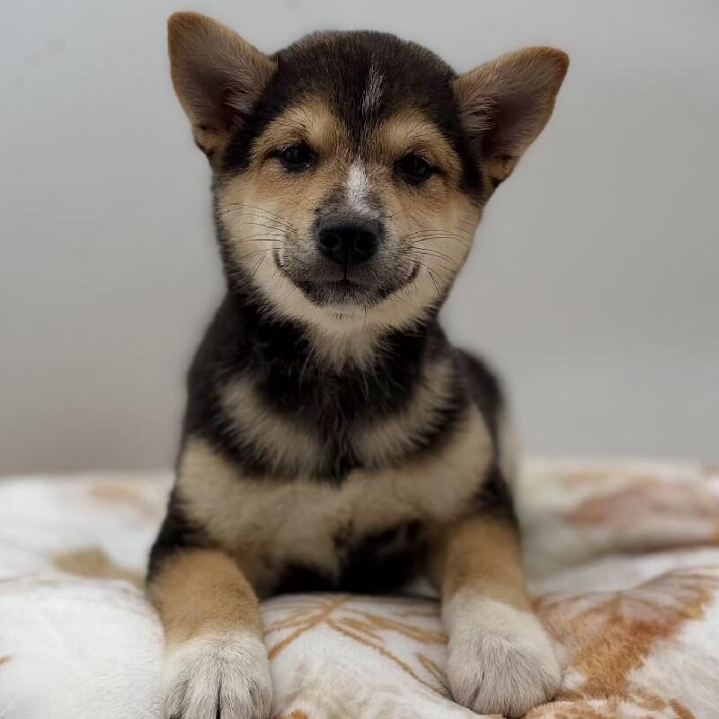 Shiba Inu in Houston, TX