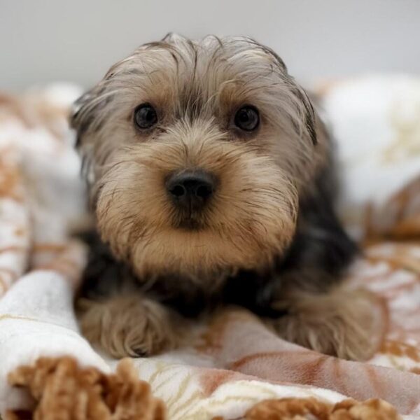 [#7154] Blue Merle Female Yorkie DOG