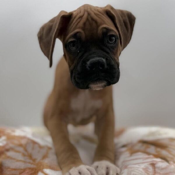 [#7177] Fawn Male Boxer DOG