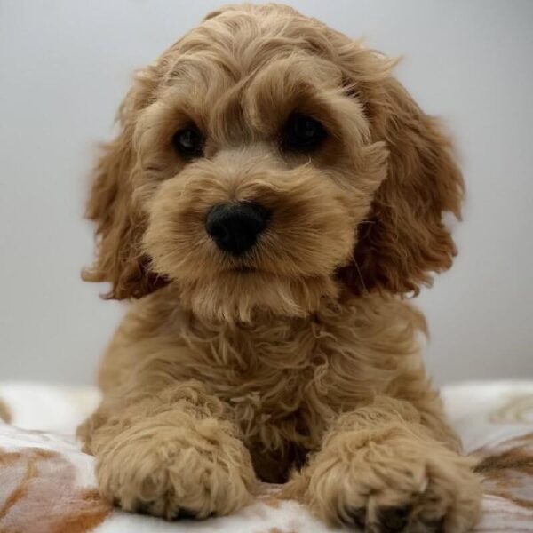 [#7176] Brown Female Cockapoo DOG