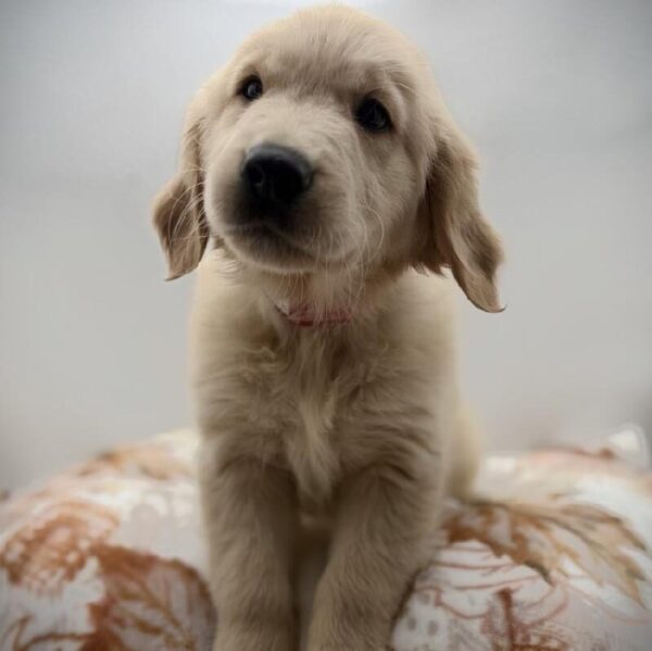 [#7181] Light Golden Male Golden Retriever DOG