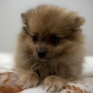 Pomeranian puppy available now