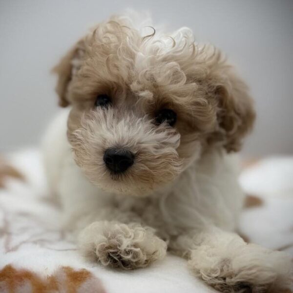 [#7179] Red / White Male Poodle DOG