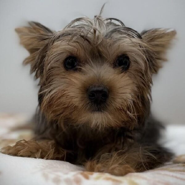 [#7184] Blue Merle Female Yorkie DOG