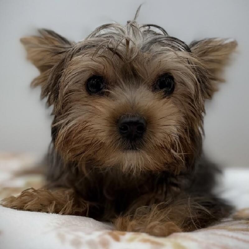 Yorkie in Spring, TX