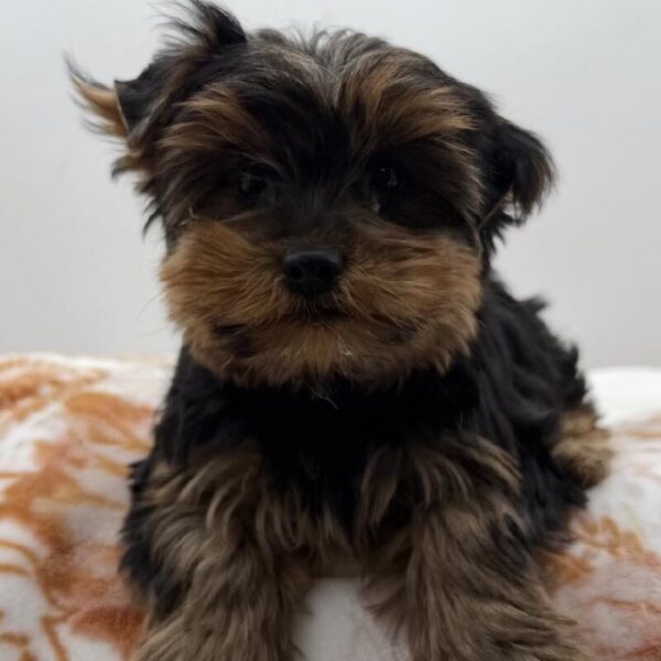 [#7178] Black / Tan Female Yorkie DOG