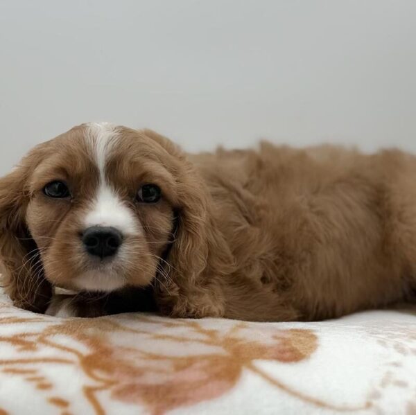 [#7182] Red Male Cavalier King Charles Spaniel DOG