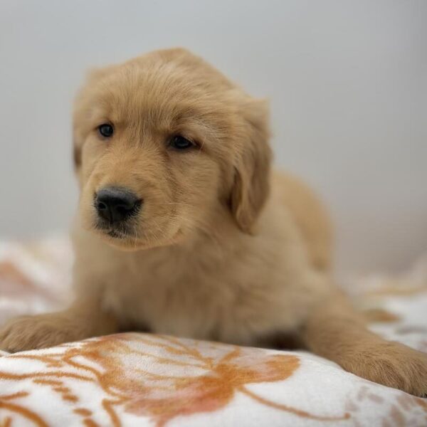[#7205] Light Golden Female Golden Retriever DOG