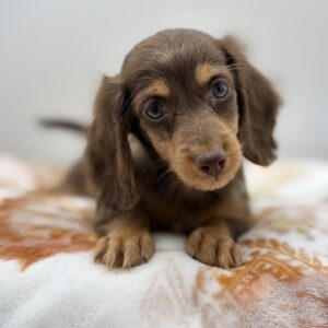 Dachshund puppy available now