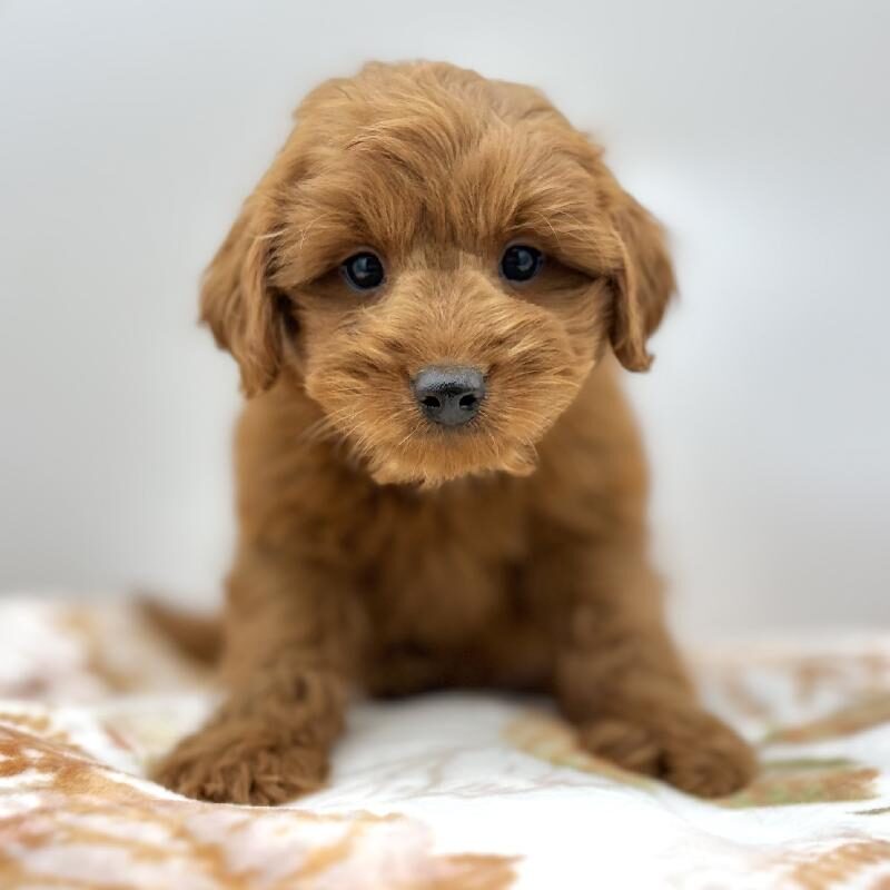 Goldendoodle in Conroe, TX