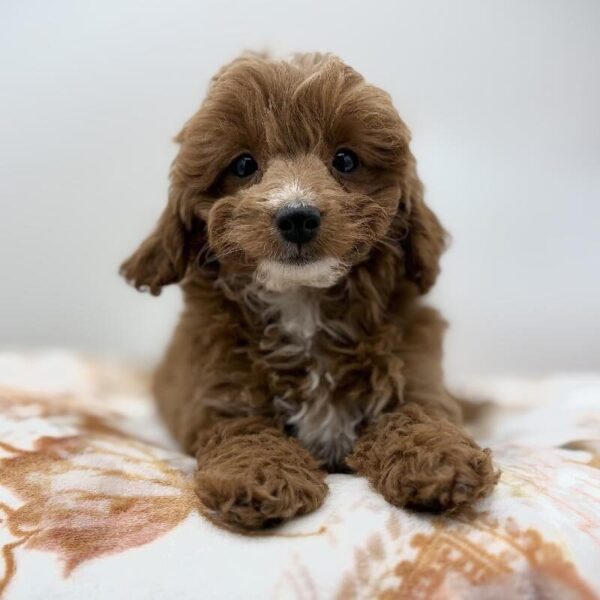 [#7202] Red Female Mini Goldendoodle 2nd Gen DOG