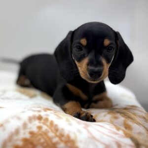 Dachshund puppy available now