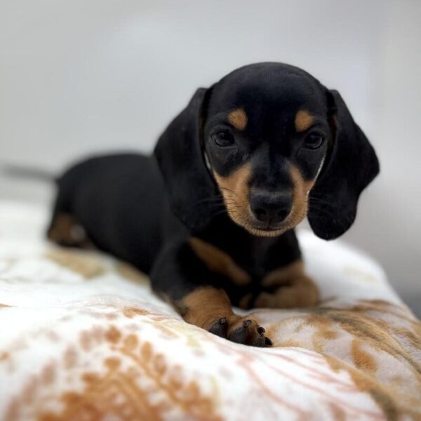 [#7199] Black / Tan Male Dachshund DOG