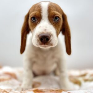 Beagle puppy available now