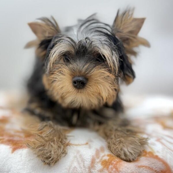 [#7192] Black / Tan Male Yorkie DOG