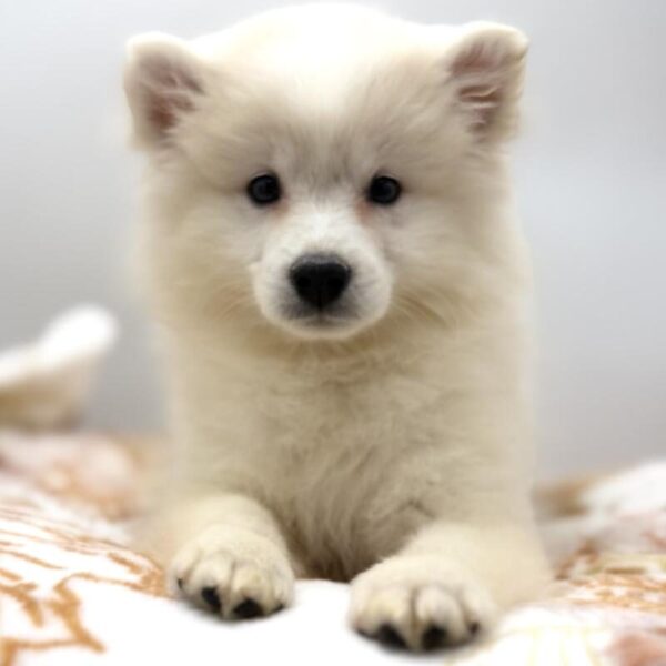 [#7197] White Female American Eskimo Dog DOG