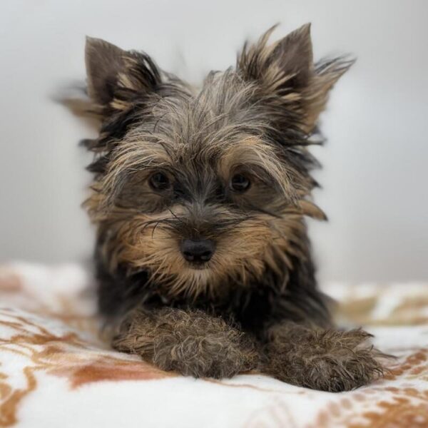 [#7196] Black / Tan Male Yorkie DOG
