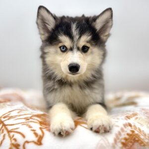 Pomsky puppy available now