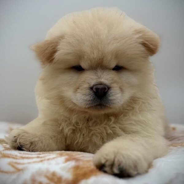 [#7217] Cream Male Chow Chow DOG