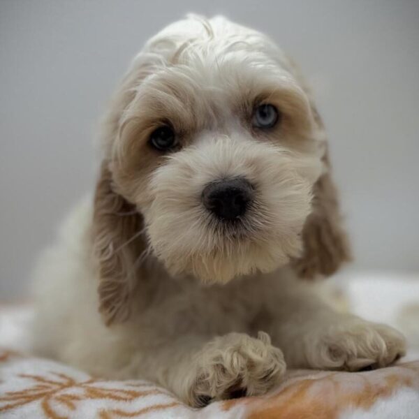 [#7211] Tan / White Male Cockapoo DOG