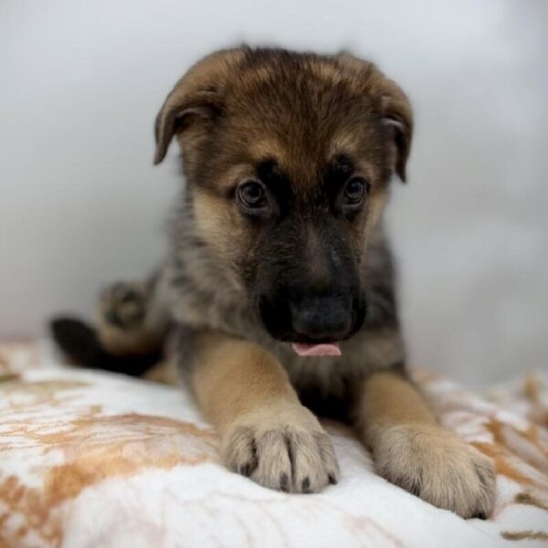 [#7215] Black / Tan Female German Shepherd DOG