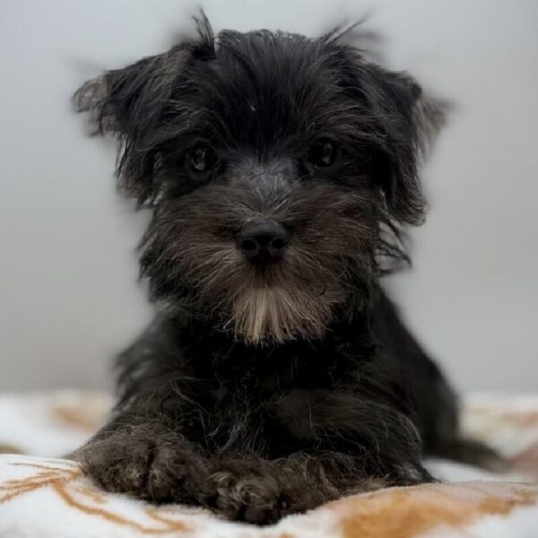 [#7212] Black / Tan Male Morkie DOG