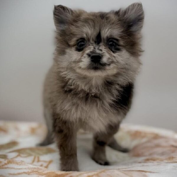 [#7216] Blue Merle Female Pomeranian DOG