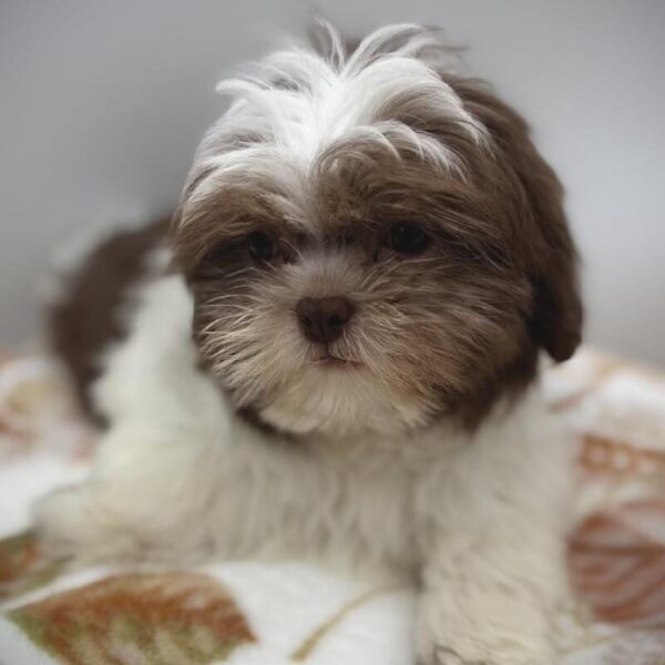 [#7209] Chocolate / White Male Shih Tzu DOG