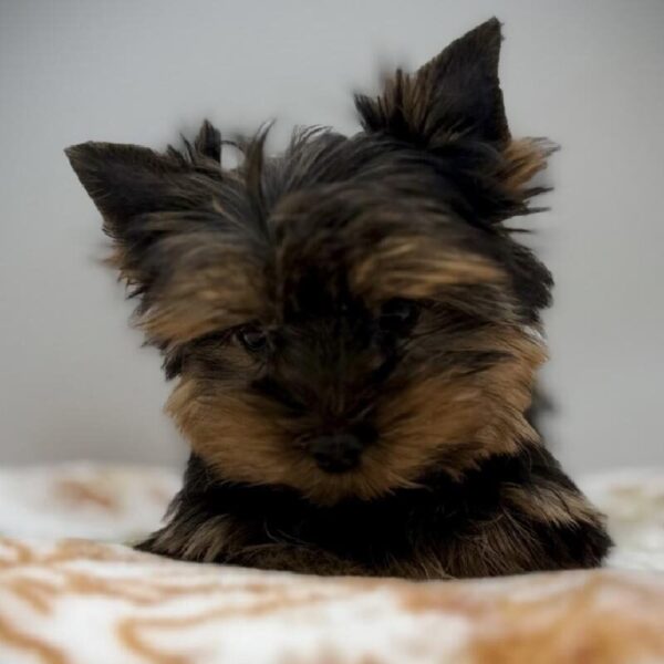 [#7208] Black / Tan Female Yorkie DOG