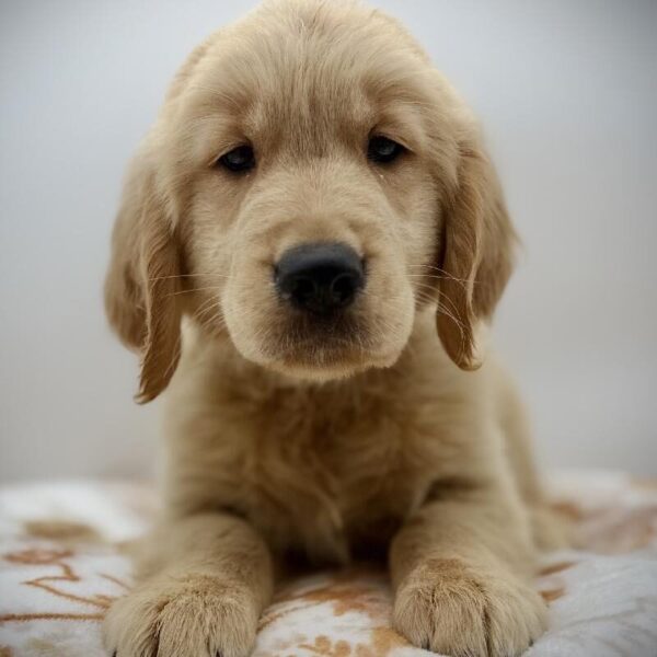 [#7214] Golden Male Golden Retriever DOG