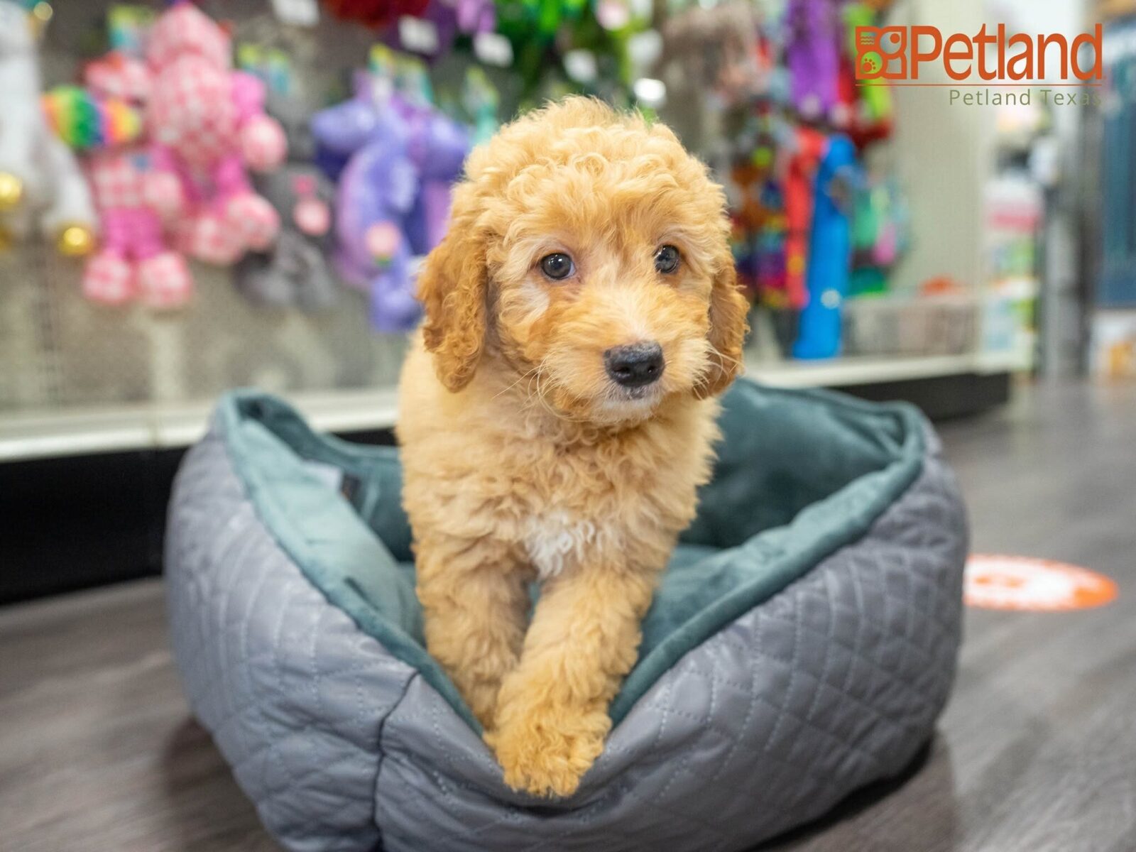 A puppy relaxing in a bed at Petland Woodlands